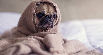 Le bien-être absolu : un refuge de confort et de performance dans un logement neuf